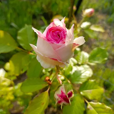 R&r Letniskowe Semesterbostad